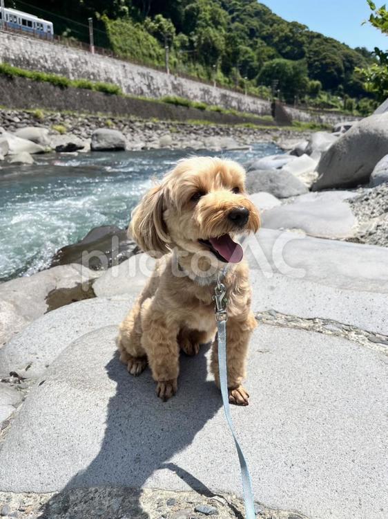 マルプー　けんけん マルプー,まるぷー,小型犬の写真素材