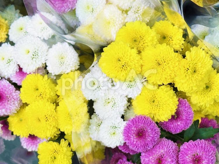 花 花,仏壇,お供えの写真素材
