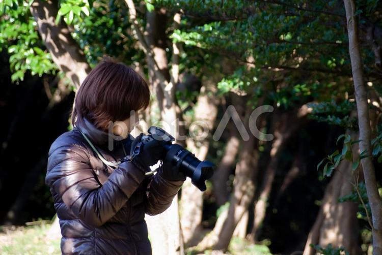 ＜人物＞森の中で写真撮影をする女性写真家 女性,一眼レフ,カメラ女子の写真素材