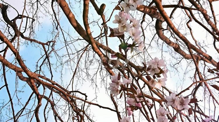 青空と桜 桜,春,青空の写真素材