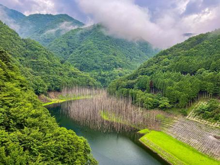 湯西川ダム湖の水没林 湯西川ダム湖の水没林 湖,ダム湖,夏の写真素材