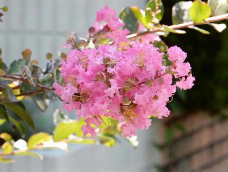 [Flower Photo] Pink Crape Myrtle, JPG