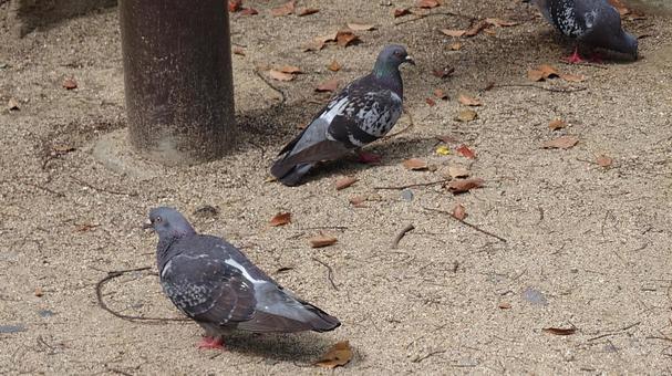 鳩 鳩 鳥,自由,生き物の写真素材