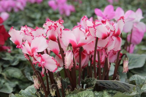 シクラメン Cyclamen シクラメン Cyclamenの写真