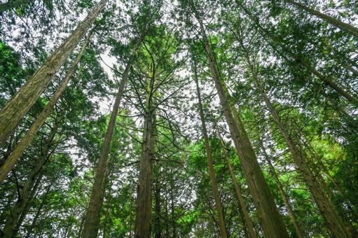 山梨・北口本宮富士浅間神社 の写真