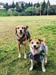 さぁ来いっ！ ジャックラッセルテリア,ビーグル,犬の写真素材
