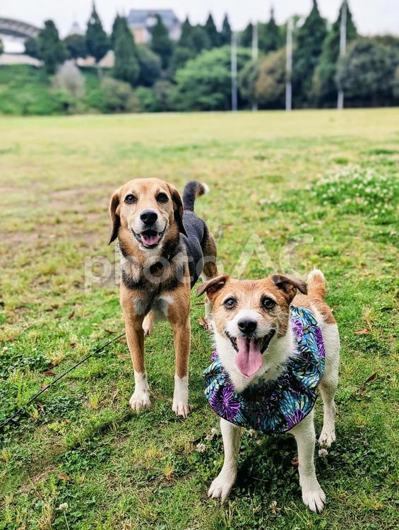 さぁ来いっ！ ジャックラッセルテリア,ビーグル,犬の写真素材