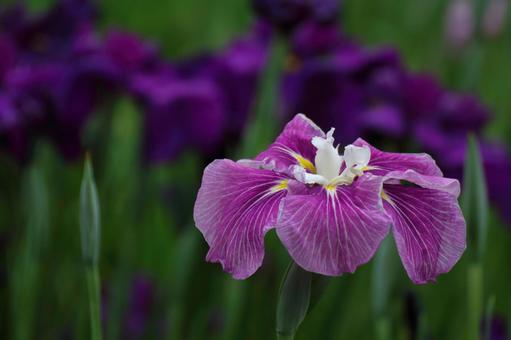 Pass the incense of Edo to now, JPG Pass the incense of Edo to now, plant, flower, iris, JPG