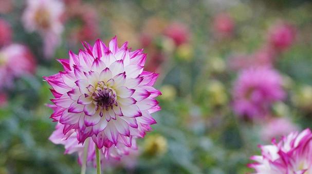 秋のダリア園-881 ダリア,ピンク,赤紫色の写真素材