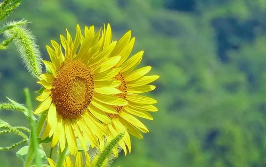 夏・大輪のひまわりの花 夏・大輪のひまわりの花 ひまわり,夏,花の写真素材