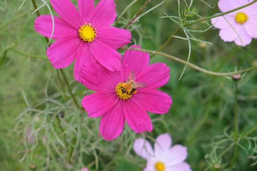 秋桜（コスモス）畑で蜜を吸うハチ コスモス,蜂,秋桜の写真素材