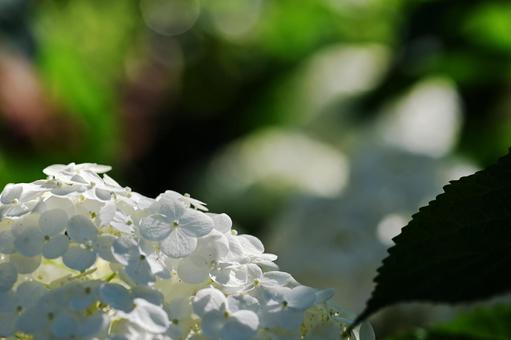 満開の紫陽花 満開の紫陽花の写真