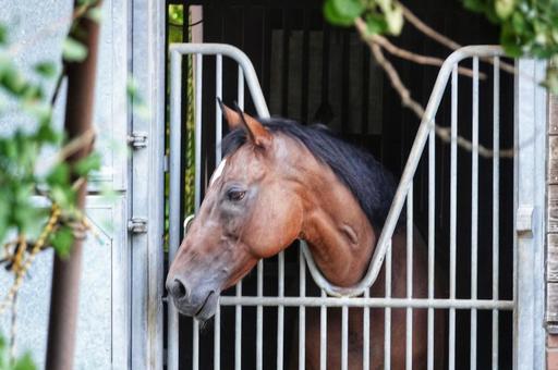 ウマ ウマの写真