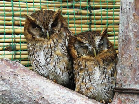 仲良く寄り添うミミズク、フクロウ 仲良く寄り添うミミズク、フクロウの写真