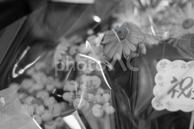 お祝いの花束　白黒 お祝い,植物,花の写真素材