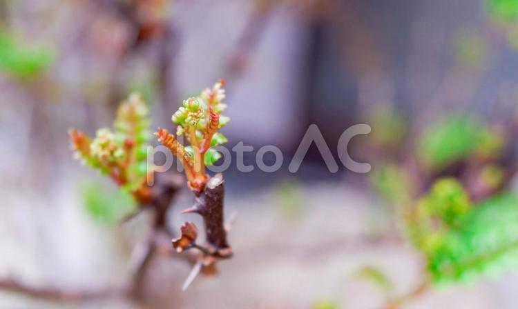 芽吹き　山椒の葉　大写し 芽吹き,芽,山椒の写真素材
