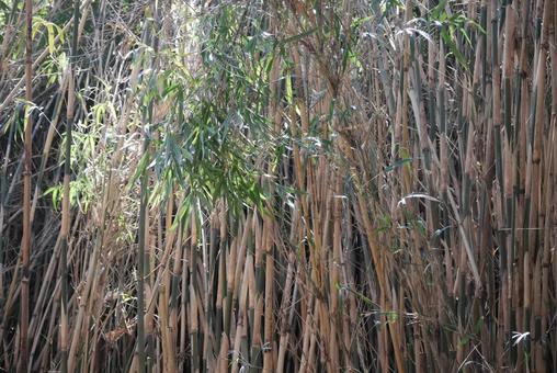 草木光 木,葉っぱ,散歩の写真素材