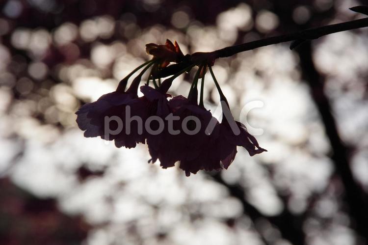 逆光の中の桜 桜,春,サクラの写真素材