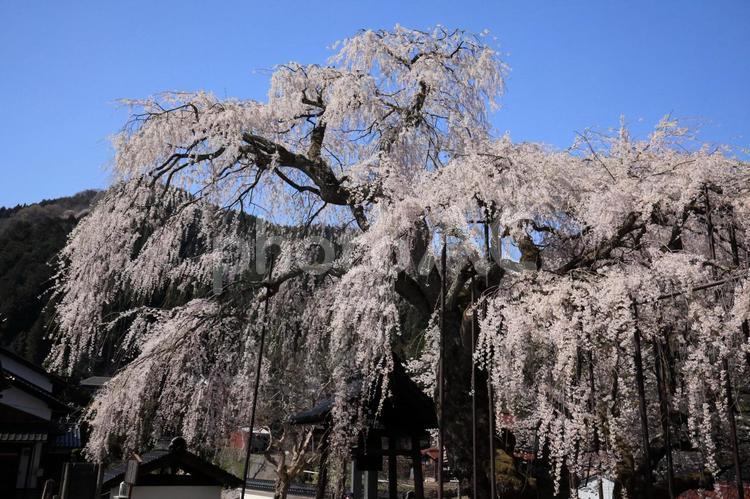 しだれ桜 桜,寺,自然の写真素材