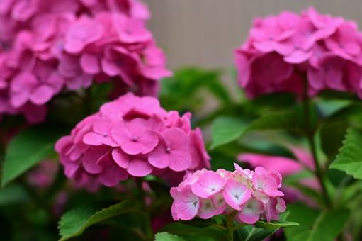 Pink Hydrangea 02, JPG