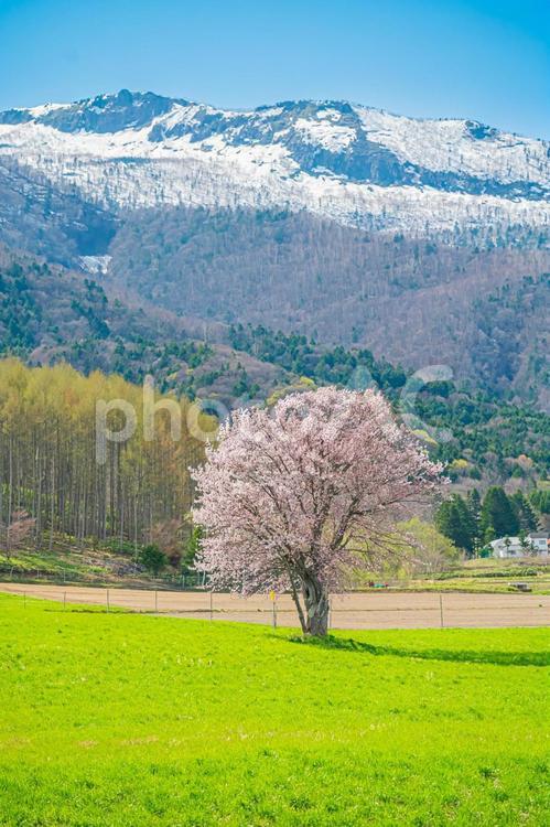 北海道　富良野　上御料の一本桜 上御料の一本桜,北海道,hokkaidoの写真素材