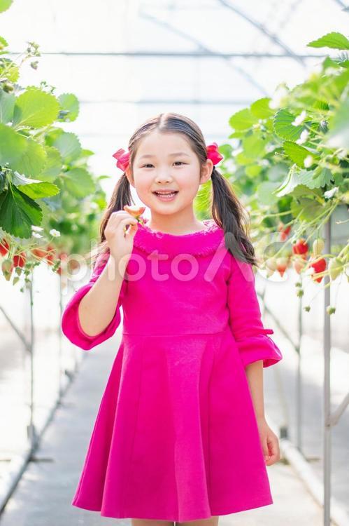 いちご狩りをする子供 いちご狩り,いちご,女の子の写真素材