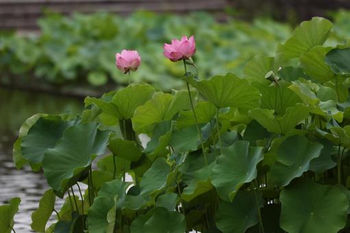 蓮の花 蓮の花 蓮の花,蓮,ハスの写真素材