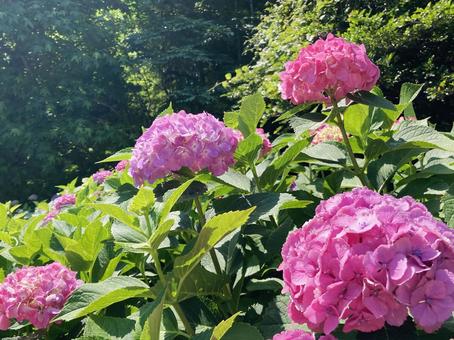 紫陽花 紫陽花の写真