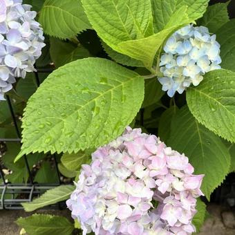 あじさい 1 あじさい 1 あじさい,花,自然の写真素材