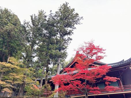 日光東照宮・紅葉 紅葉,秋,寺の写真素材