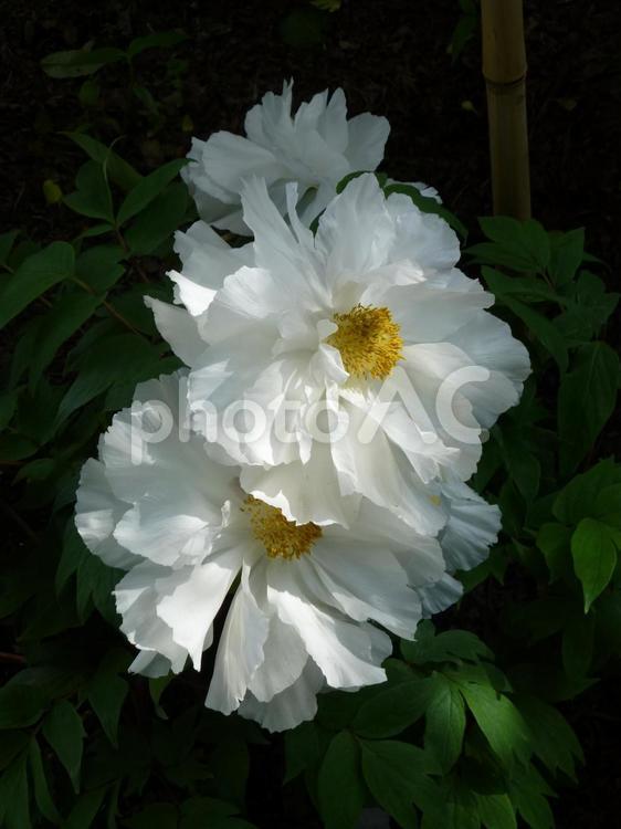 鎌倉の鶴岡八幡宮ぼたん園その７ ぼたん,花,植物の写真素材