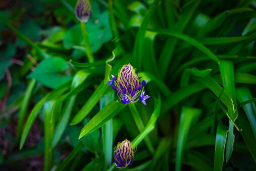 深い緑に佇む神秘の紫花 植物,花,紫色の花の写真素材