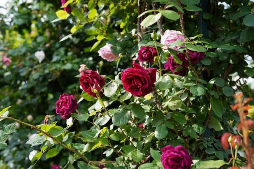 バラ バラの写真