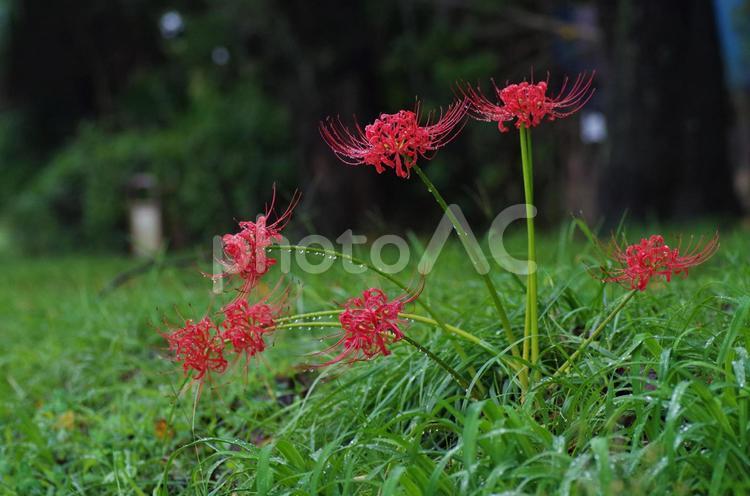 彼岸花（曼殊沙華） 彼岸花,曼殊沙華,花の写真素材
