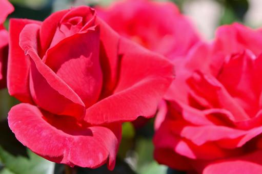 薔薇　ミスターリンカーン 薔薇,ミスターリンカーン,赤の写真素材