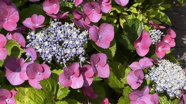 ガーデニングの紫陽花① 紫陽花,アジサイ,あじさいの写真素材