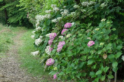 初夏の小道に咲く紫陽花 初夏の小道に咲く紫陽花の写真