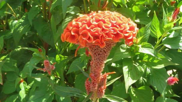 ケイトウの花 ケイトウの花の写真