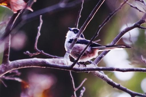 枝にとまる可愛いエナガ 鳥,エナガ,野鳥の写真素材