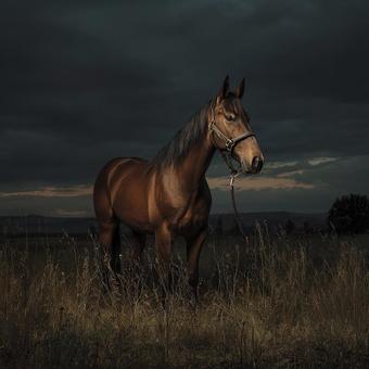 静かに佇む一頭の馬と夜景の写真