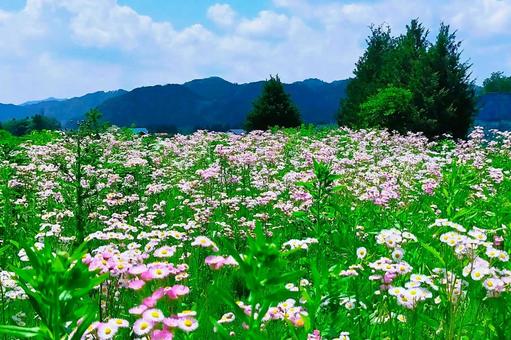 Satoyama in June 2025 1, JPG