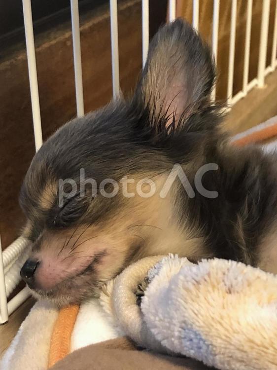 かわいい寝顔 チワワ,こいぬ,お昼寝の写真素材
