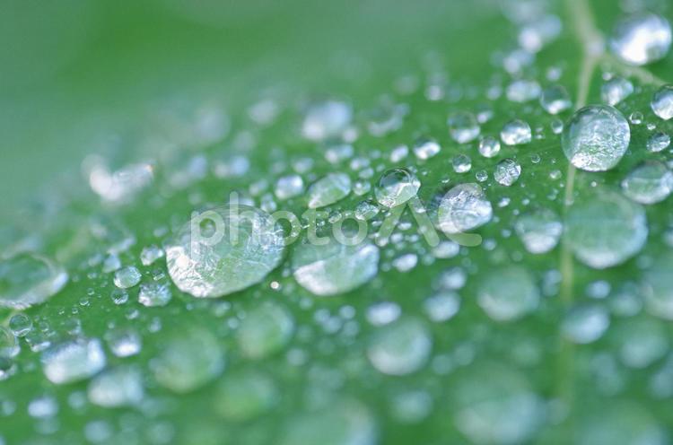 雨上がり葉に残る水玉 水玉,水滴,朝露の写真素材
