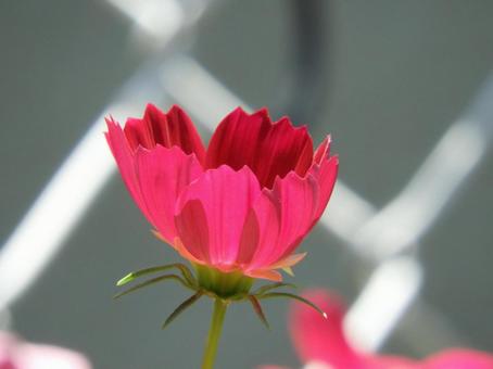Cosmos, JPG