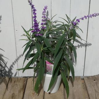 Salvia leucantha seedlings, JPG