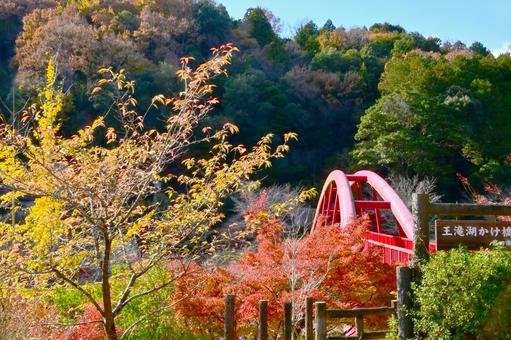  大滝渓谷の紅葉風景 山,王滝渓谷,大滝湖かけ橋の写真素材