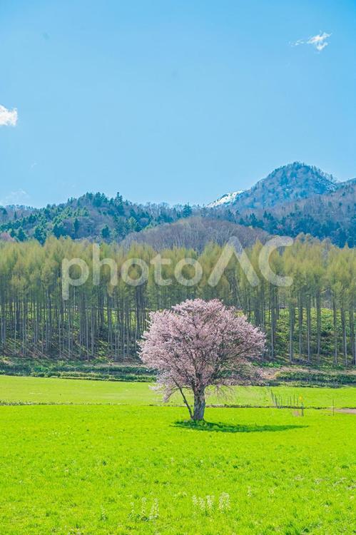 北海道　富良野　上御料の一本桜 上御料の一本桜,北海道,hokkaidoの写真素材