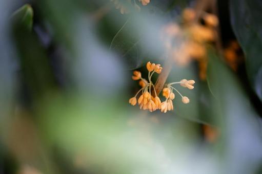 キンモクセイの写真