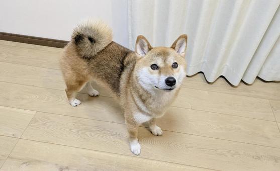 訴えるように見つめてくる柴犬 犬,柴犬,室内の写真素材