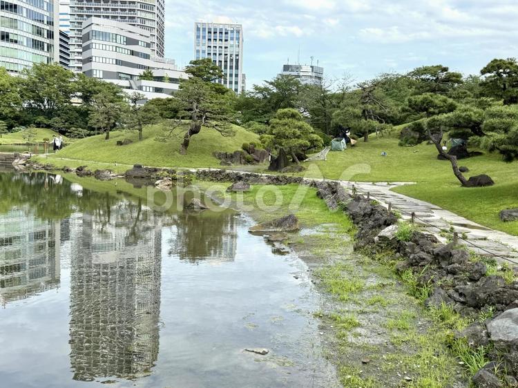 6月　旧芝離宮恩賜庭園 マツ,岩,庭石の写真素材